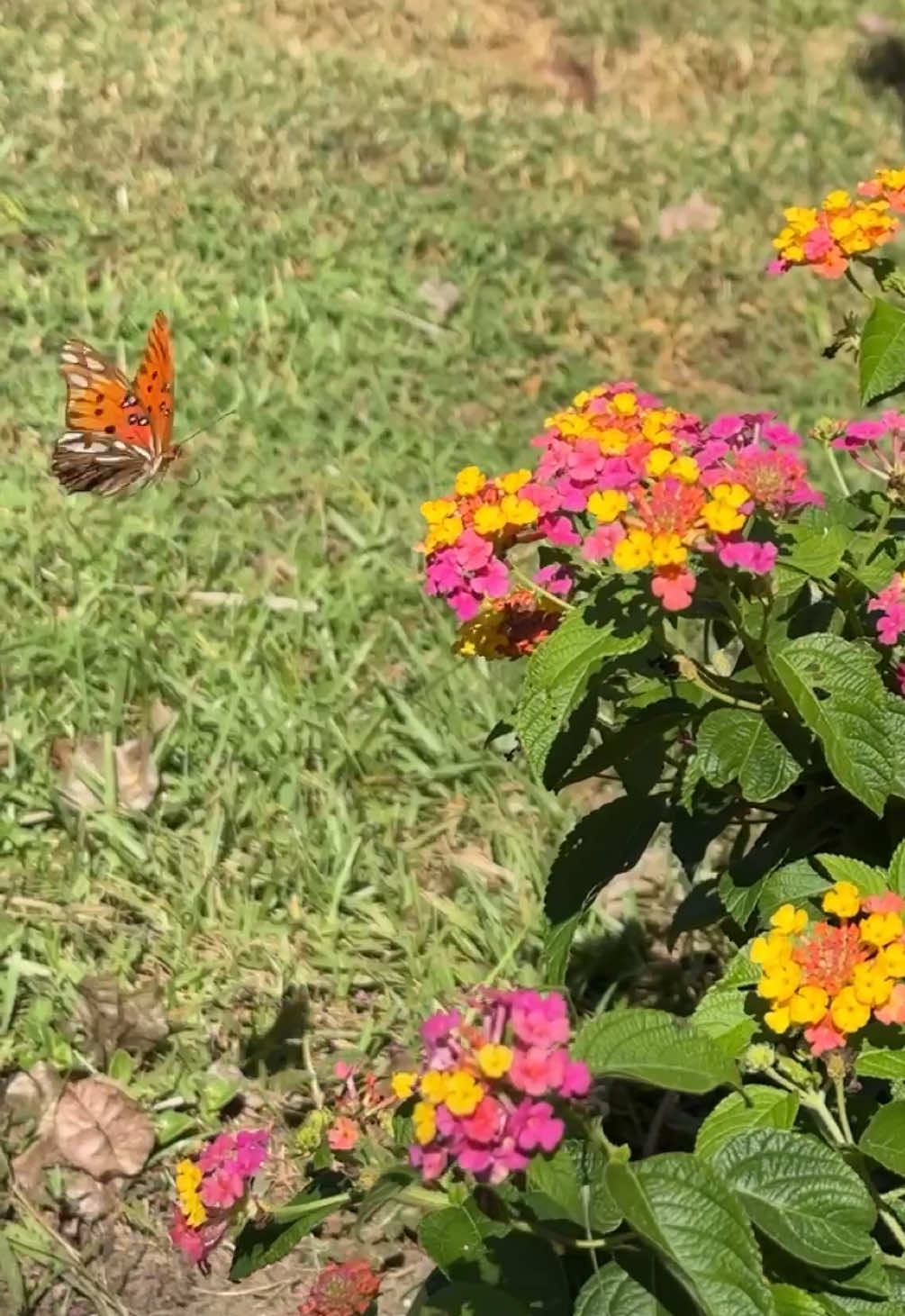 The most beautiful day 🦋