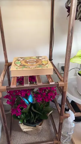 Plant with purpose and grow with peace. Each seed in the Earth Signs Zodiac Seed Bank carries grounding energy… patience, prosperity, and pure Earth magic. #EarthSignEnergy #ZodiacSeedBank #LushAndDew #SpiritualGardening #GroundedGrowth  