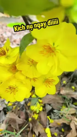 Kích nụ mai vàng ngay từ thời điểm này đi cả nhà #chuyennhasimkid #kichnumaivang #vuonmaiquyen #kichnumaitet #duongnu 