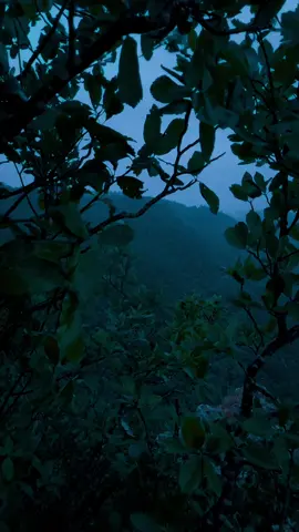 🖤🖤🖤#nature #calm #darkaesthetic #naturephotography #foryоu 