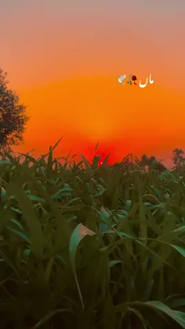 Part 312 | #foryoupage #fory #unfreezemyaccount 