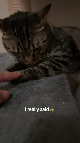 Im- 😭😭 #catsoftiktok #cat #fypシ #catprank #cattok 