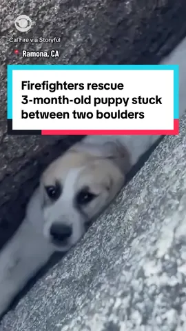Firefighters and rescuers in Ramona, California, freed a 3-month-old Great Pyrenees puppy trapped between two boulders. Using air bags, ropes and hoses, crews pulled Zoe out “muddy but unharmed,” Cal Fire said. They said after a quick check, and plenty of tail wags, she’s back home and happy. #news #rescue #animals #dog #california 