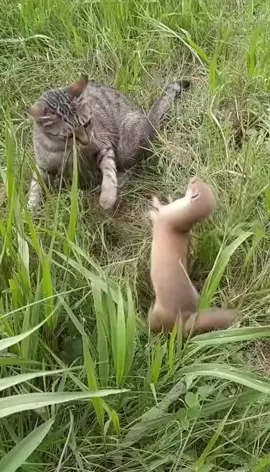 Cat and Weasel 🐱🦝 #FunnyAnimals #Wildlife #AnimalMoments #naturevideo 