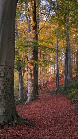 Golden hour  #fyp #autumn #forest #nature #naturevibes 