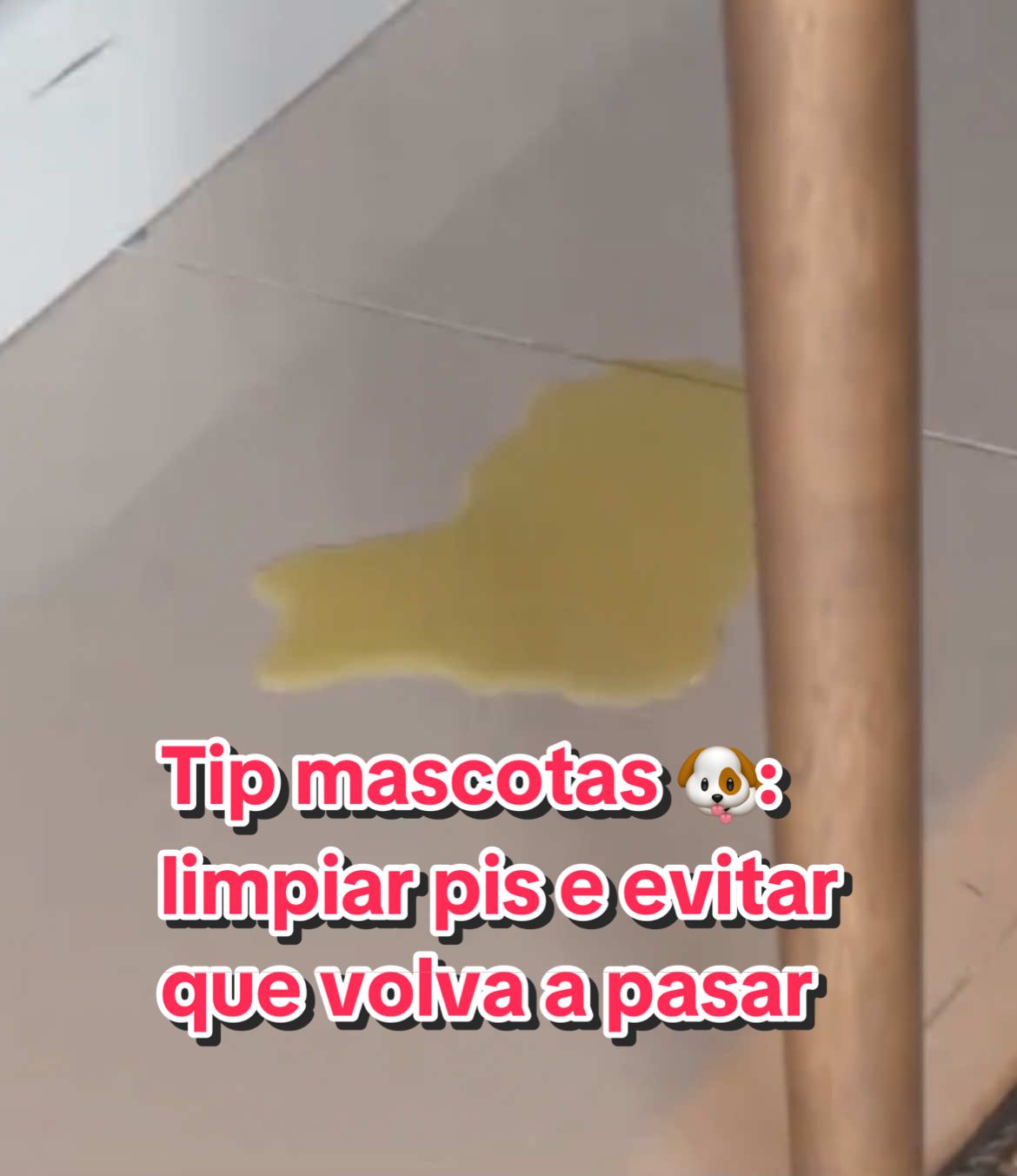 Atopaches unha sorpresiña do can pola casa? 🐶 Non te preocupes, que hai truco para limpalo e para evitar que volva a ouriñar no mesmo sitio! Apunta 👇 Nun bote con pulverizador mestura: - Auga, máis ou menos ata a metade - 1 cullerada de vinagre e limpeza (para limpar e desinfectar) - 1 cullerada de lavapratos - 1 ramiña de canela (é o que lle dará olor e evitará que volva a mexar no mesmo sitio) Limpamos, pulverizamos e listo!  Truco certificado pola Señora da Peseta! ✅ #trucosdelimpieza #tipsdelimpieza #tiktokgalicia #limpiezamascotas #engalego 