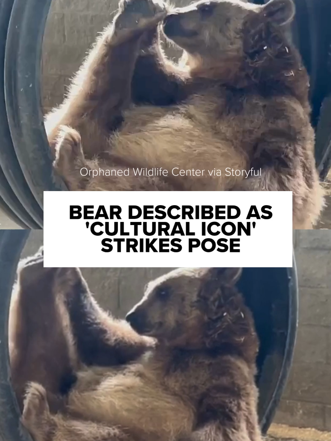 A bear described as a “cultural icon” was captured on video enjoying a relaxing time in a tire swing at a sanctuary in New York state. Syrian brown bear Jenny was seen striking quite the pose while holding her leg in the air at the Orphaned Wildlife Center in Otisville. The center wrote on YouTube that the bear species “is likely the one referenced in the Hebrew Bible, symbolizing fierce maternal protectiveness (mentioned in books like 2 Samuel, Proverbs, and Hosea). It’s also tied to a story in 2 Kings where bears maul youths mocking the prophet Elisha.” Founded by Jim Kowalczik, Susan Kowalczik, and Kerry Clair in 2015, the Orphaned Wildlife Center, in Otisville, New York, nurtures its animal residents, in the hope they can be returned to the wild. The center often shares videos and updates about the animals in its care to its YouTube channel and Facebook page.