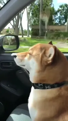 Dance to the beat 🤣 #dog  #stance #happy #music #cute