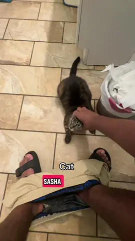 #thechosen112 #cat #catsoftiktok #funny #funnyvideo 
