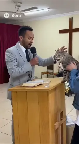 O gato atacou o pastor na igreja 😱 Quer aprender a fazer vídeos como este? Clique no link da bio 👇🏻 #pastor #gato #igreja 