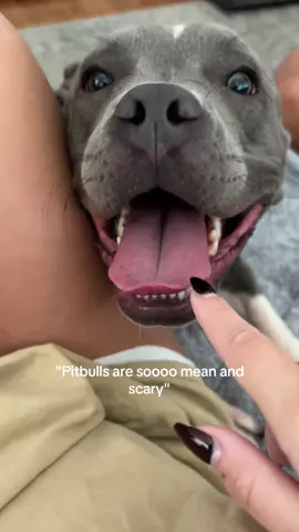 Her luv nibbles hurt soooooo bad ooowwwwww #pitbulls #pitbullsoftiktok #scary #fyp