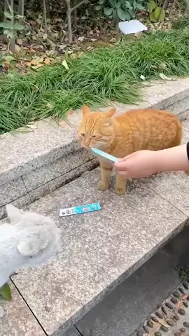 Walaupun lagi merebut si bella tapi tetap makan sambil tengkar..#kucingtiktok #catlover #catsoftiktok #kucinglucu #kucing 