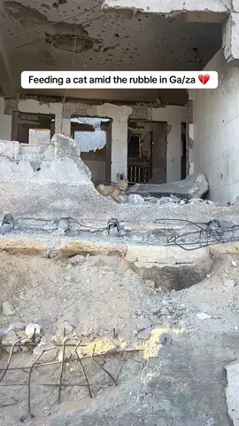 Feeding a cat amid the rubble in Ga//za 💔 . . #cat #cats #animal #for 