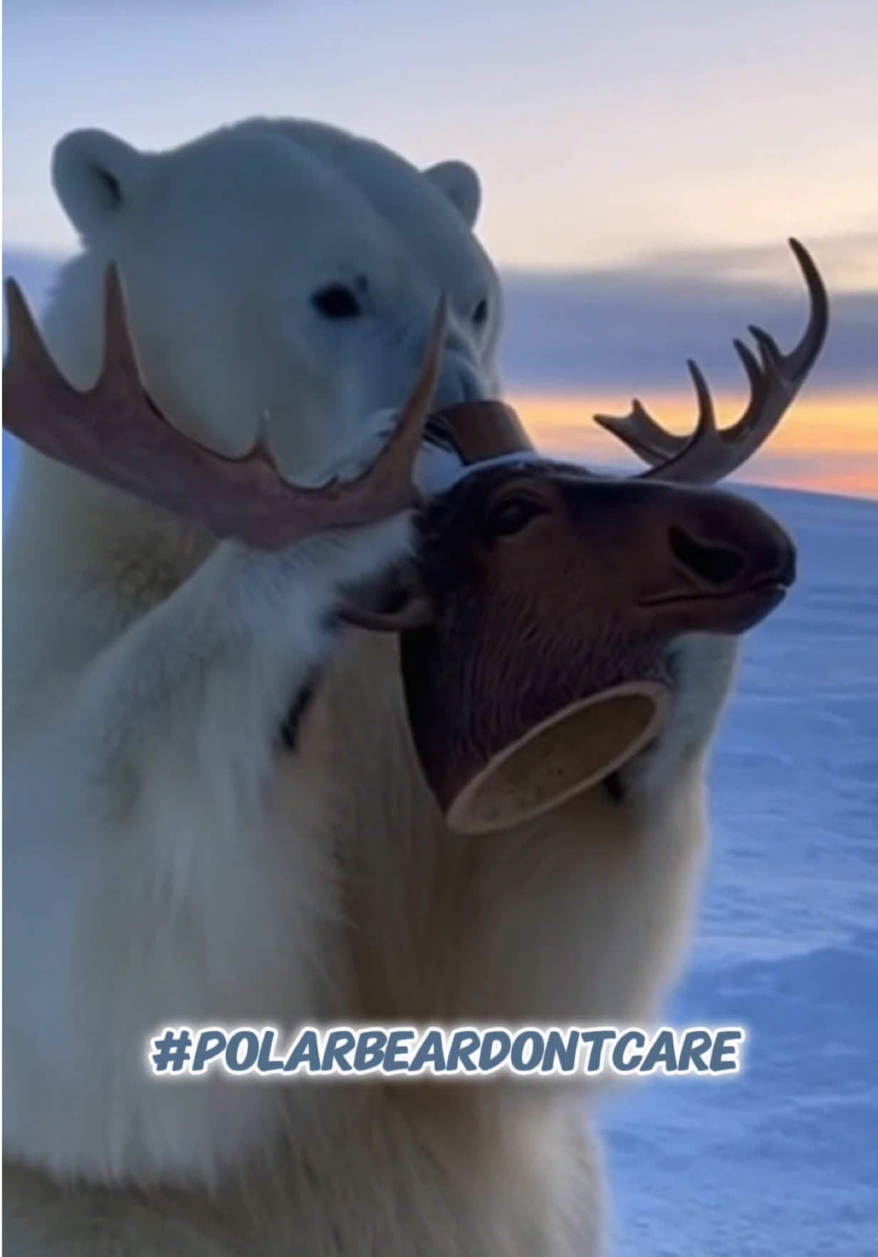 No Polar Bears were harmed in the making of this video. Some moooses might have been. If this video doesn’t get your blood flowing, you might be dead. Check out the rest of our podcast with @TractorGuy on the new Polar Bear tractor by listening to the Everything Ag & Then Some podcast, available on all the podcast platforms your little heart desires. #kibbleequipment #polarbeardontcare  @Randy The Farmer