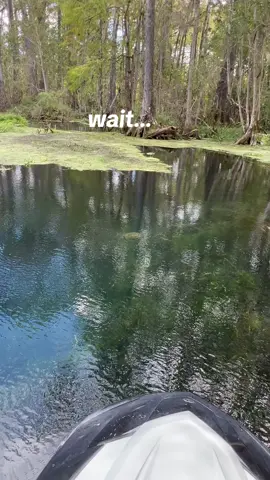 Always something cool to see in the #floridaamazon  #spring #wildlife #waverunner #paradise