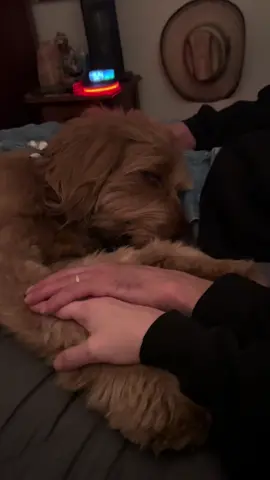 Cubby always has to be the paw on top!!  #goldendoodle #dogsoftiktok #princessjumpy 