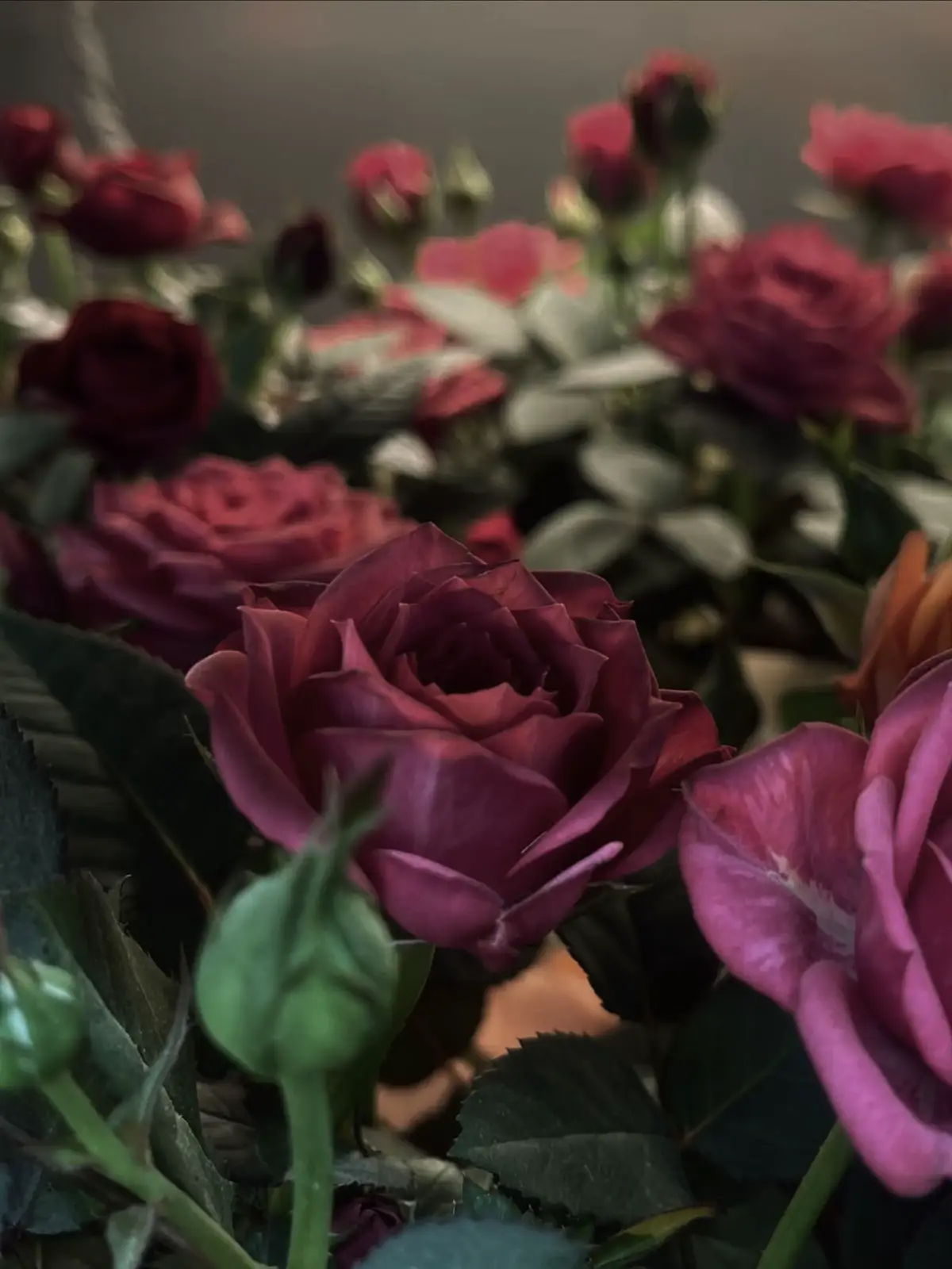 #flowers #loveinbloom #roses 