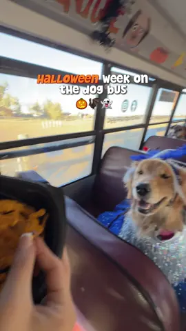 Halloween has officially kicked off on the dog bus! 🚌🎃 Next week, we’ll be voting for Best Costume — so if your pup rides with Ruff & Puff, there’s still time to get them dressed to impress! P.S. Huge thank you to Bruno’s mom for the spooky & delicious Halloween cookies! 👻🍪
