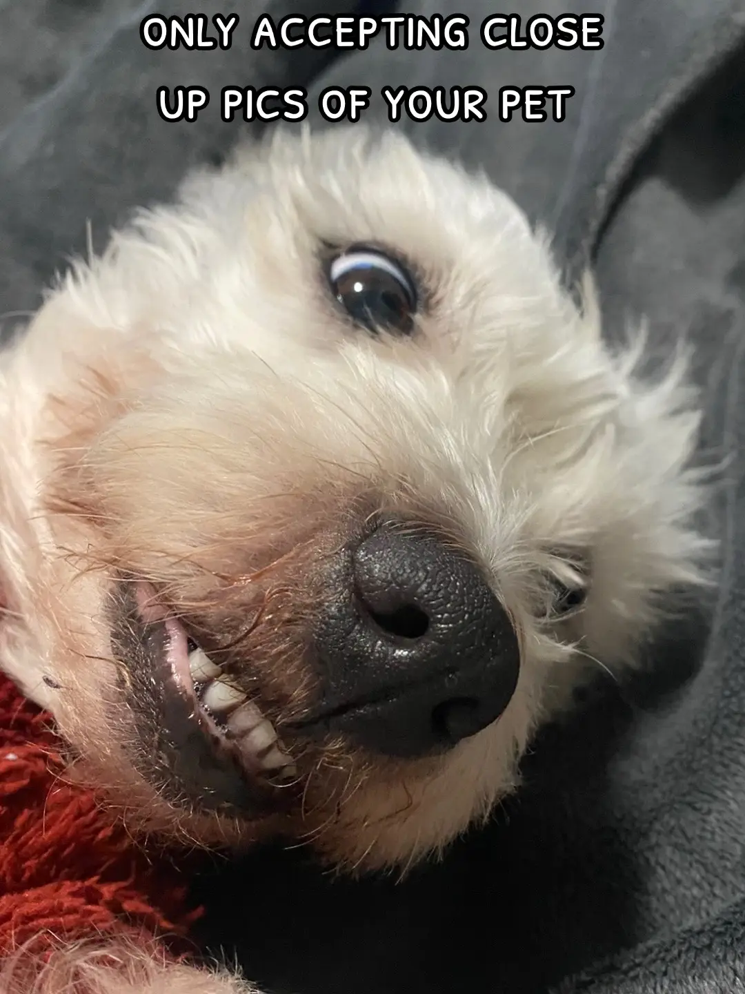 let me see these close up pics 😂 #fyp #fypシ 