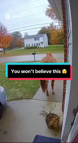 #fyp #horses #ringdoorbell #fyppppppppppppppppppppppp 