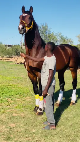 ماشآءالله تبارك الرحمن ان شاءالله ناصية علي عقد العاديات المركز زليتن 