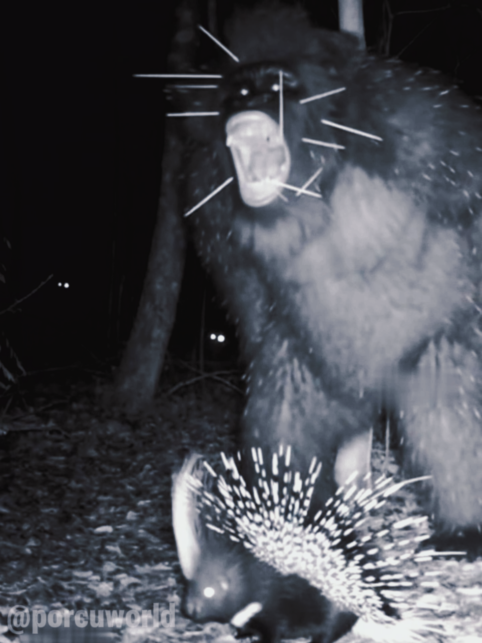 🦔 Hibagon Screams After Porcupine Counterattack in Japan! 🌲🇯🇵 CCTV night-vision footage from the forests near Mount Hiba, Japan, shows the mysterious Hibagon approaching a porcupine — maybe thinking it’s easy prey. But the porcupine had other plans! ⚡ In a split second, it launches a burst of sharp quills straight into the creature’s face. The Hibagon lets out a powerful roar of pain, staggers backward, and flees into the dark forest. The porcupine stands its ground — undefeated once again! 🦔🔥 Follow @porcuworld for more unbelievable wildlife encounters caught on camera! #fy #fyp #foryoupage #foryou #fyppppppppppppppppppppppp