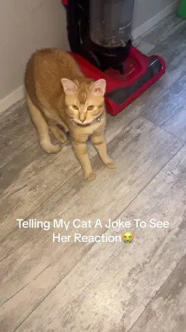 She Eats Blue Bufffalo So She Doesn’t Get It😭🤦🏻‍♀️ #catsoftiktok #catjoke #cat #fypシ 