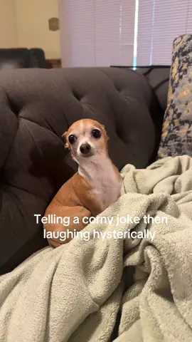 🤣#foryoupage #chihuahua #chihuahuastiktok #fyp #foryoupage❤️ 
