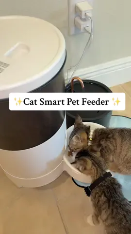 #catsoftiktok #fyp #addiction #petfeederautomatic #catoholic @Warcat Pro 