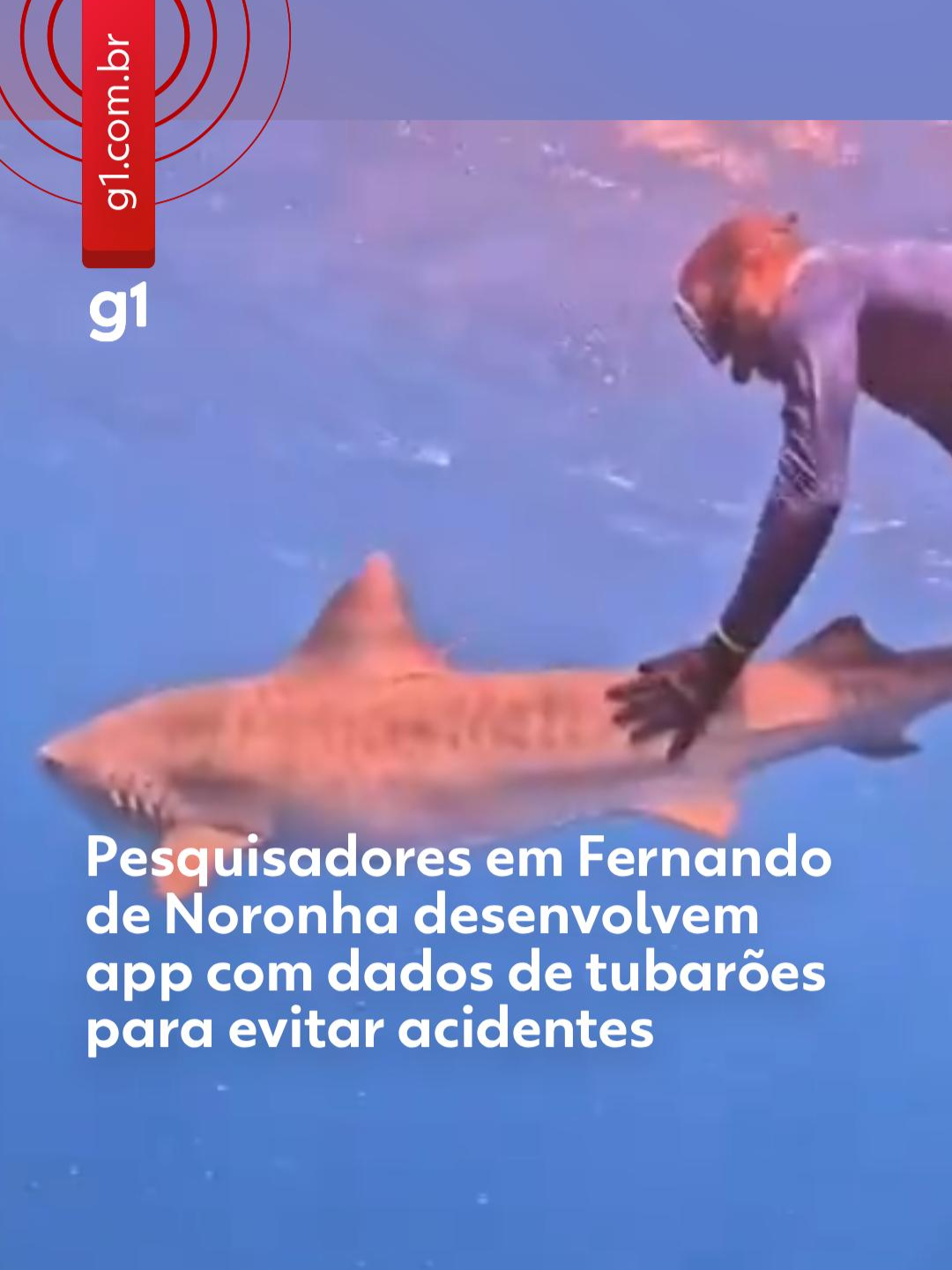 Mergulho orientado - Pesquisadores deram início ao desenvolvimento de um aplicativo chamado Mergulho Virtual, que vai reunir informações sobre os tubarões de Fernando de Noronha. A ferramenta vai trazer dados biológicos e orientações de segurança para ajudar a evitar acidentes com os animais. A plataforma vai unir realidade aumentada, pesquisa científica e participação da comunidade para incentivar a educação ambiental. O app também vai disponibilizar informações de pesquisa obtidas por telemetria acústica, drones e registros da comunidade local. Os dados serão baseados no monitoramento realizado desde 2020 pelo Projeto Tubarões e Raias de Noronha. O aplicativo vai contar também com um módulo educativo, orientações de primeiros socorros e um canal para o registro de avistamentos de tubarões por moradores e visitantes. Segundo a coordenadora do projeto, Bianca Rangel, o aplicativo será gratuito e voltado tanto para moradores quanto para turistas. Para saber mais, clique em 'leia o artigo' #g1 #tiktoknotícias #fernandodenoronha #tubarões #informativo