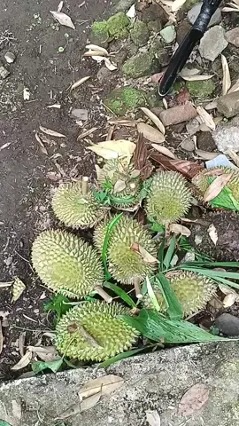 durian jatuhan dari pohon lansung.  #durianindonesia #fypシ゚ #makandurian #kebonduren 