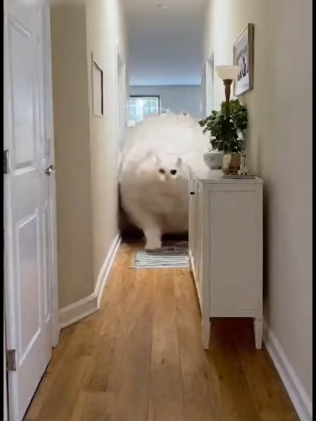 Giant White Cat Destroys the House — CCTV Chaos! #CCTV #GiantCat #CaughtOnCamera