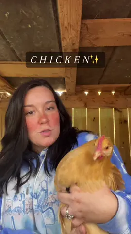 C H I C K E N S #chickens #chickensoftiktok #homesteading #bufforpington #backyardchickens 
