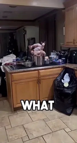 Acting Like They Haven’t Ate In Years😭#funny#cat#sphynxcat#fyp#viral