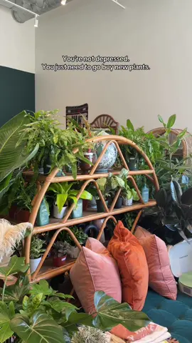 Left with the cuuutest zebra plant 🪴 #plant #gardening #indoorplants #plantdecor #houstonheights 