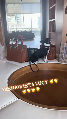 #chihuahua #Love #funny #viral #viralvideo 