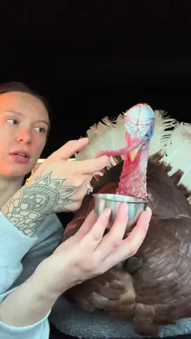 A little snacky snack with some noodle assistance @Goosington 😋 🍓 #fyp #animalsoftiktok #turkey #snack #foryoupage 