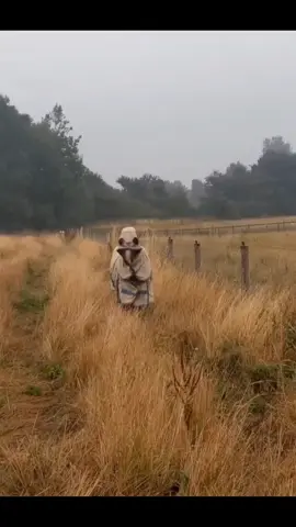 🐴 #honse #horsetok #horsevideo #horsesoftiktok #🐴 