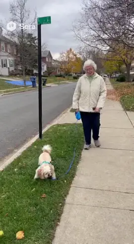 So granny learned the hard way, Chester really had to go this time 😆😅 (created using AI) #dog #grandma #ai #viral #foryoupage 