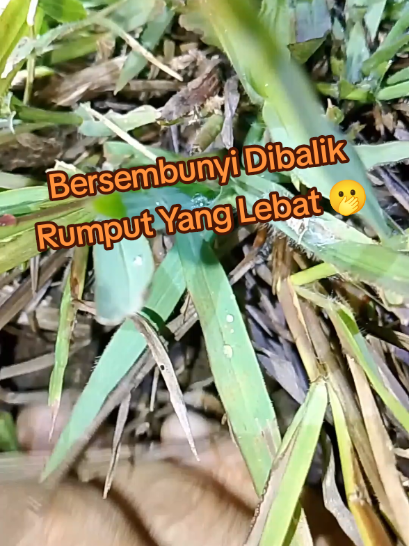 Persembunyian Jangkrik Petarung 🫢 #jangkrikpetarung #jangkrikkalung #jangkrikgenggong  #jangkrikaduan #jangkrikalam 