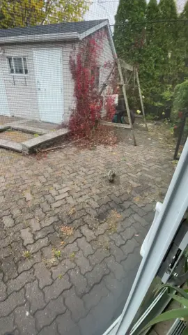 Feeding the homies part 28373 #squirrel #animals #cute #community #memecoins 