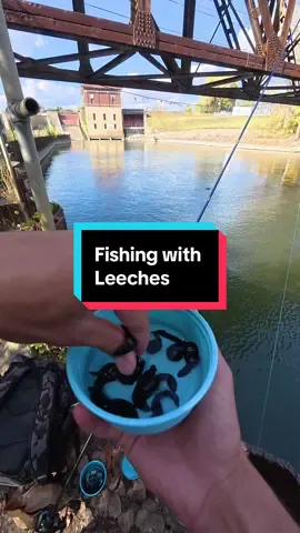 Fishing with LIVE Leeches #fishing #fishingvideos 