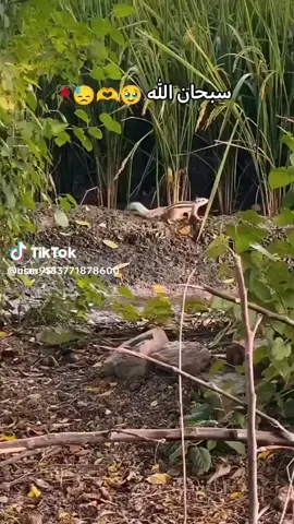 #انما نطعمكم لوجه الله  #لانريد منكم جزاء ولا #انما نطعمكم لوجه الله  #لانريد منكم جزاء ولا