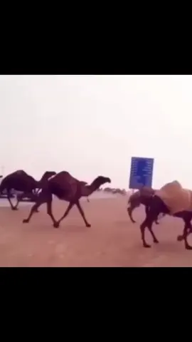 #مطير_اهل_الثلاث_المعجزات #الشعب_الصيني_ماله_حل😂😂 #yyyyyyyyyyyyyyyyyyyyyyyyyyyyyy #اكسبلوررررر #اكسبلوررررر 