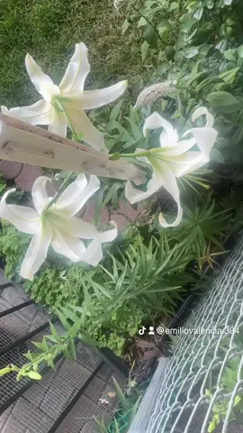 #USHistory #TikTokLearningCampaign #LIVEIncentiveProgram #LIVEWithLessFollowers #PaidPartnership 