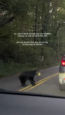 The cutest thing during our trip to Asheville 🐻 #asheville #exploreasheville  #northcarolina #travelinfluencer #wildlife 