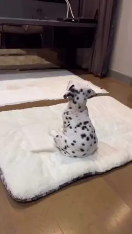Funny Dog Watching TV and Reacting Like a Human🥰#dog #cute #foryou #usa🇺🇸 
