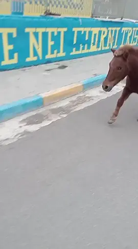 aro vai masanie😂