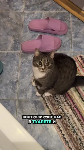 Зачем кошки контролируют твой поход в душ и туалет 😁