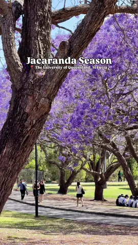 [ MUST VISIT ] This purple takeover only happens once a year and it’s peaking right now 💜🌸 Every spring, UQ’s St Lucia campus transforms into a jacaranda wonderland and trust us, it’s pure magic. From the Great Court to the lakeside paths, there’s violet blooms around every corner, fallen petals underfoot, and more photo ops than your camera roll can handle. Bring a coffee, bring a picnic rug, bring your main character energy. 📍The University of Queensland, St Lucia 🌸 Best time to go? Right now. Follow to see more of Brisbane